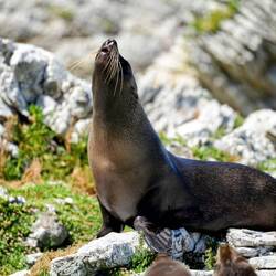 At the Kaikoura seal colony on a peninsula near the town