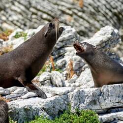 Bulls scrap over territory