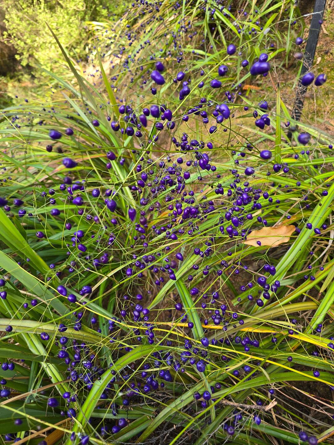 Eine 'Turutu' oder auch Ink Berry/ Blue Berry genannt