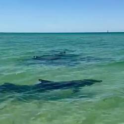 Tuppes im Delfinglück😍