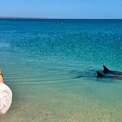 Dolphin Dream in Monkey Mia: Wow!