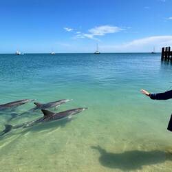 Ranger in Command...