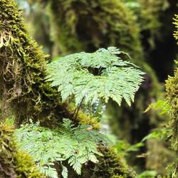 Auf denen wachsen Farne und Moose direkt