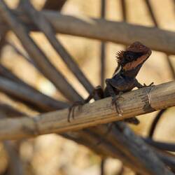 Irgendeine Echse, ich muss Volker nochmal fragen 🙃
