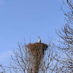 Storchennest in Werder
