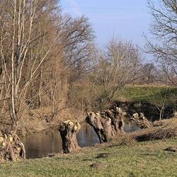 Kopfweiden an der Alten Saale