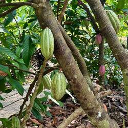 Cacao pods