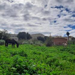 Petit vergé au milieu de la ville