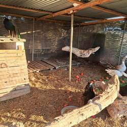 Dem Federvieh geht es auch im Stall gut