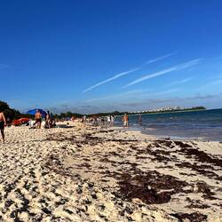 angeschwemmte Algenart