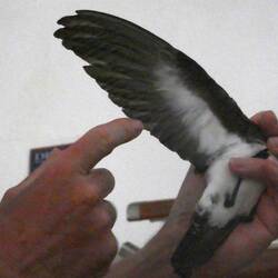 This was a bird that got stuck on the ship overnight let go in the morning to stop returning to ship