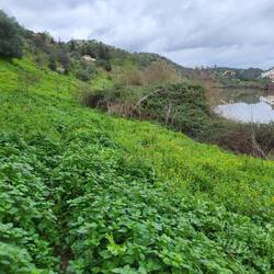 Dann liegt dieses Brennnesselfeld vor uns.