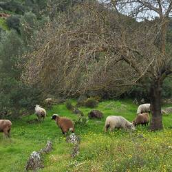 Die Angst der Schafe hält sich in Grenzen.