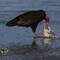 The remains of a catfish look very appetizing to this vulture.