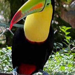 Tucan