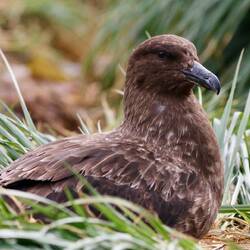 Brown skua