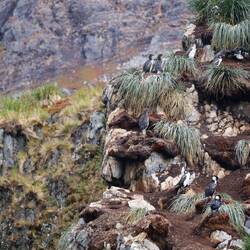 Cormorant cliff nests