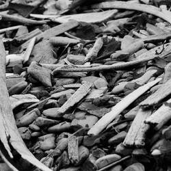 Whale bones scattered over all the beaches