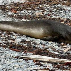 Elephant seal female