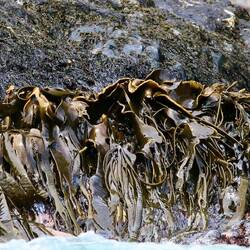 Bull kelp