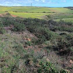 Sanfte Hügellandschaft im Hinterland