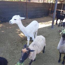 Feeding the animals