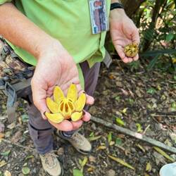 Früchte vom Sandbüchsenbaum