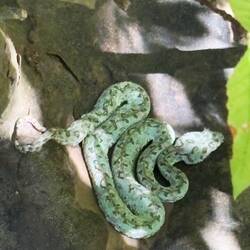 Schlegelsche Greifschwanzschlange - giftig