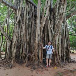 Krass diese Bäume - eine Banyan-Feige 🌳
