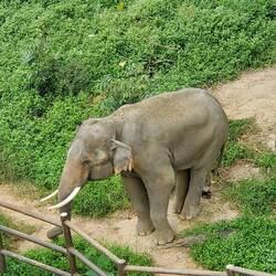 They separate the males from the females.