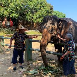 Feeding sugar cane