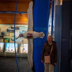 Albatrossen kan bli över 3m mellan vingspetsarna