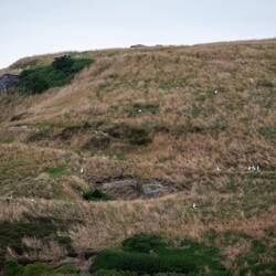 De vita prickarna är albatrosser, zooma in!