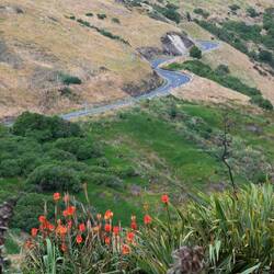 Protea och en slingrande väg