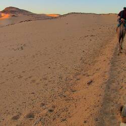 An evening camel ride through the desert
