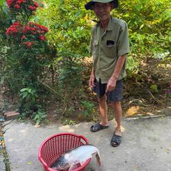 Frisch gefangener Pangasius 🐟