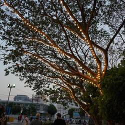 Im Park sind sämtliche Bäume beleuchtet