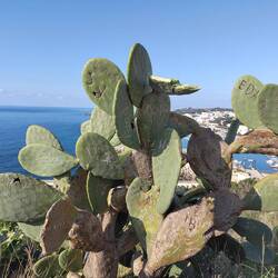 Wir ritzen in Bäume, die Süditaliener in Kakteen