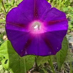 Purpur Prunkwinde