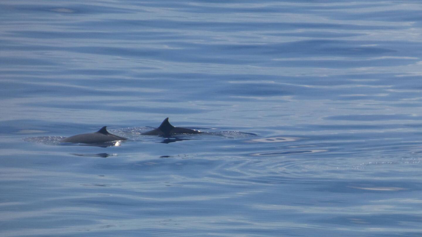 Bottle nose whale