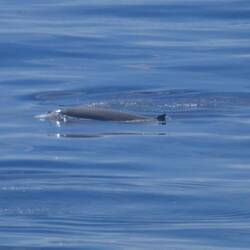 Beak whale