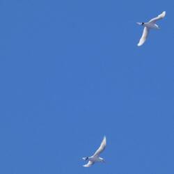 Red tailed tropicbird