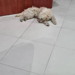 This stray found his way into the airport and later had a pee up a wall.