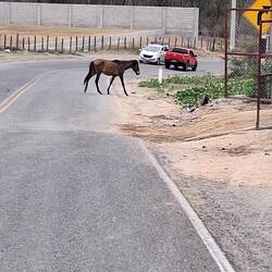 Ein PS auf der Strasse.