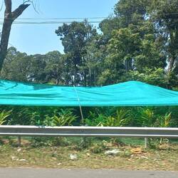 Culture de la cardamome