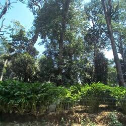 Culture de la cardamome