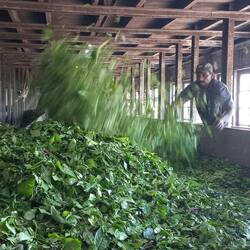 Séchage des feuilles de thé