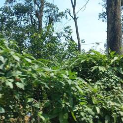 Culture de la cardamome