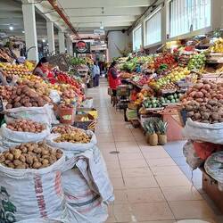 Dutzende von Kartoffelsorten