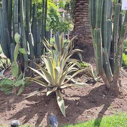 Diese Planzen kennen wir. Wuchsen 50 bis 60 Jahre bei Oma, dann Mutti,zuletzt bei uns im Wohnzimmer.